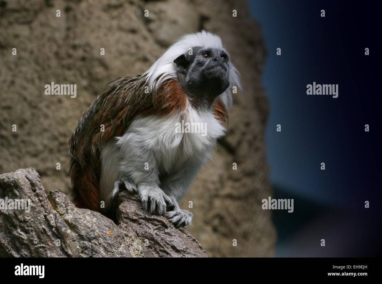Cotton-top tamarin or Pinché tamarin (Saguinus oedipus), native to North West Colombia Stock Photo