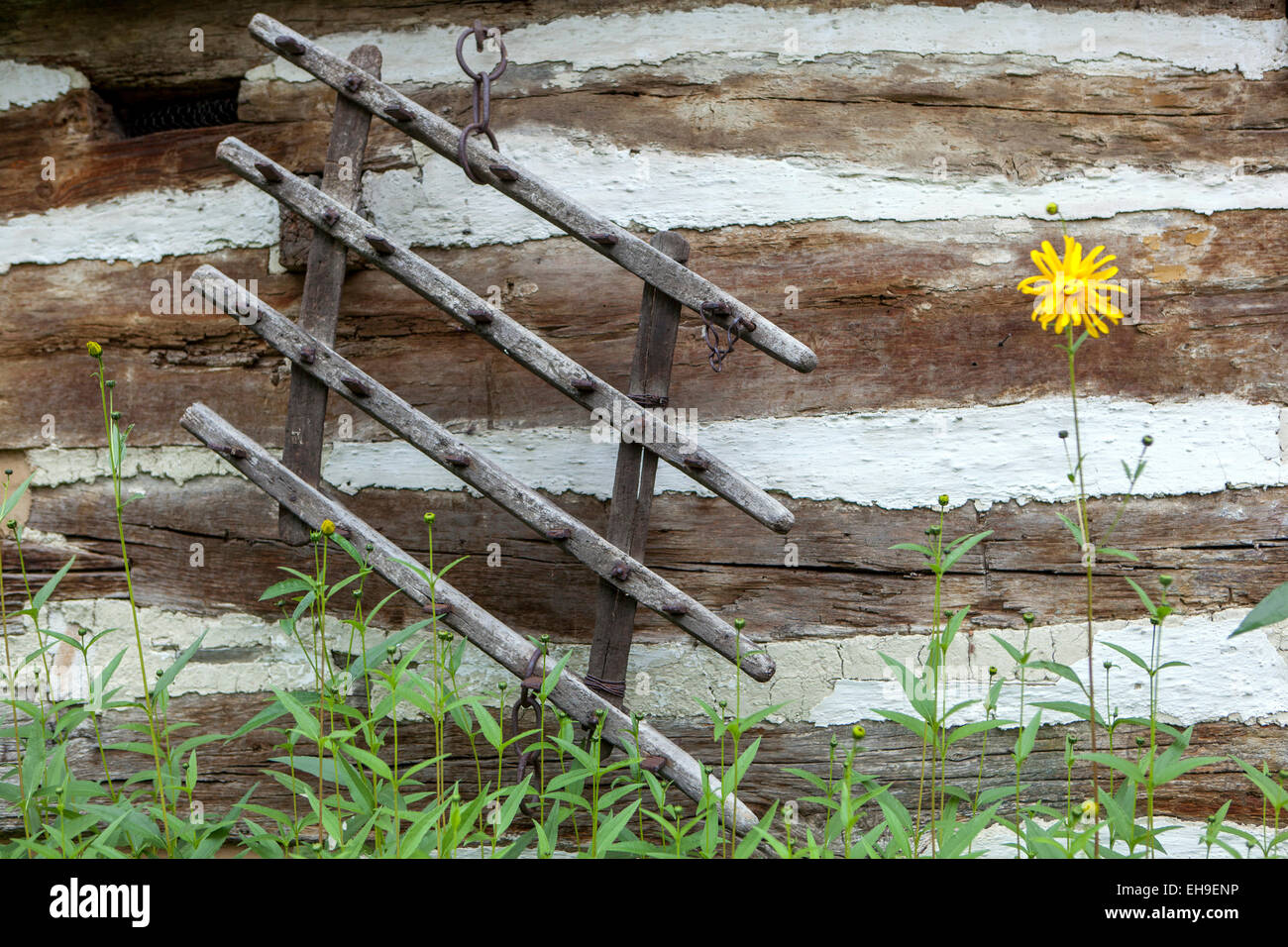Rudbeckia laciniata growing at rural house Stock Photo