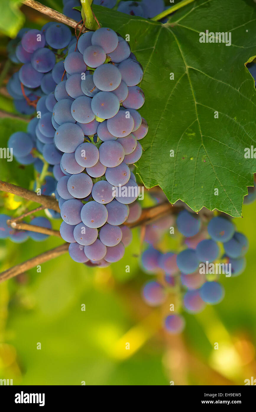 Healthy grape vines hires stock photography and images Alamy