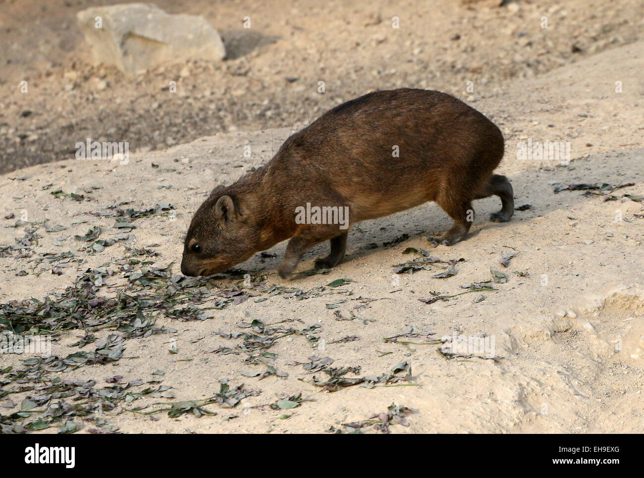Juvenile South African Cape or rock hyrax (Procavia capensis), a.k.a. Rock badger or 'Dassie' doing a little exploring Stock Photo