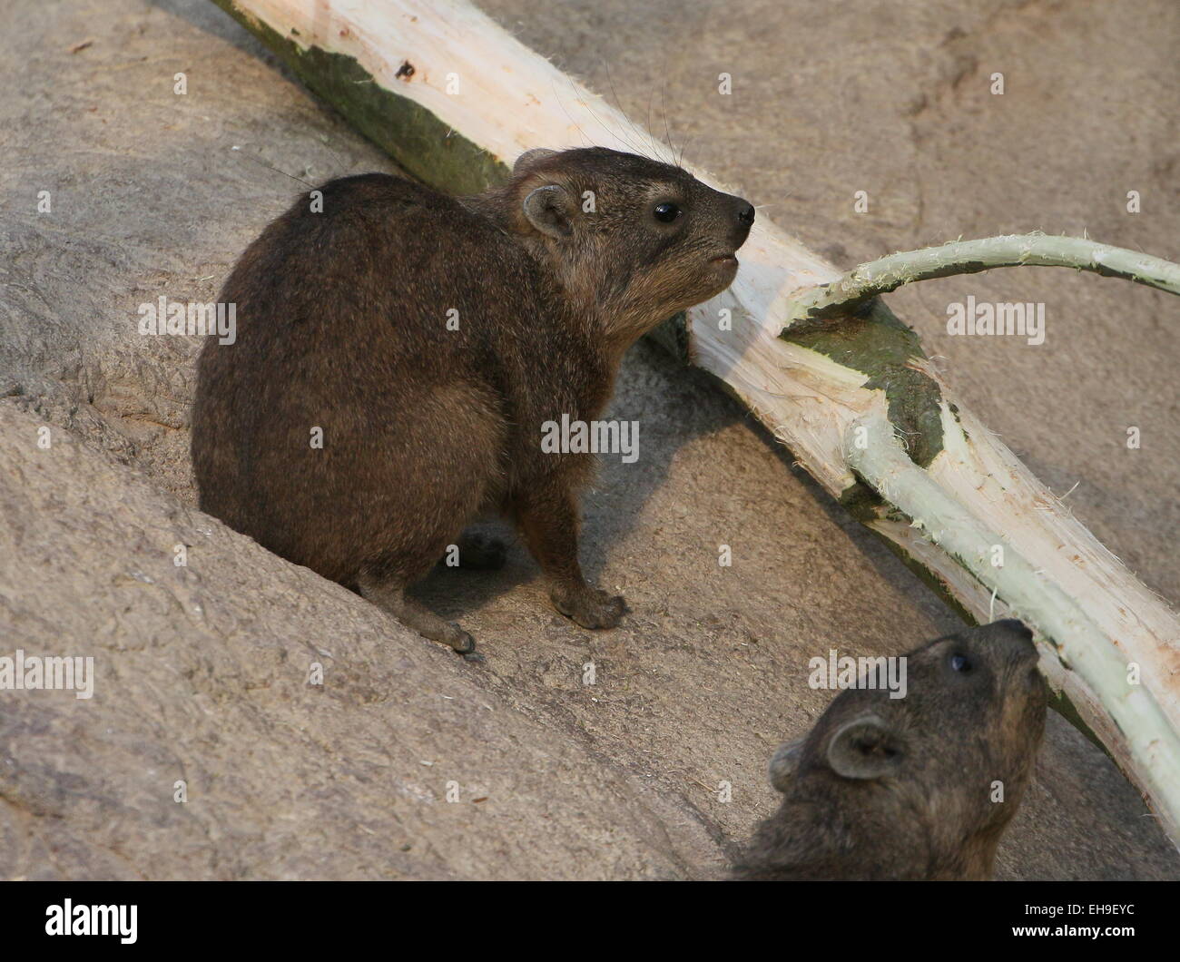 Two South African Cape or rock hyraxes (Procavia capensis), a.k.a. Rock badger or 'Dassie' Stock Photo