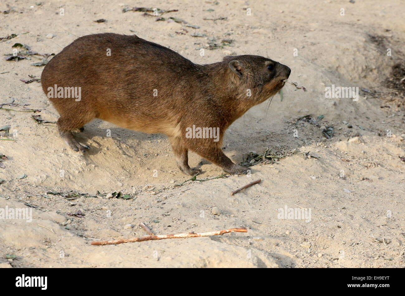 South African Cape or rock hyrax (Procavia capensis), a.k.a. Rock badger or 'Dassie' doing some exploring Stock Photo