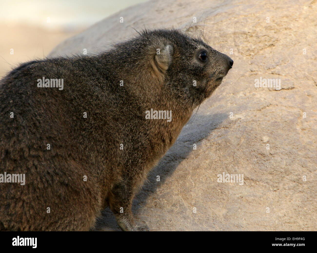 South African Cape or rock hyrax (Procavia capensis), a.k.a. Rock badger or 'Dassie' Stock Photo