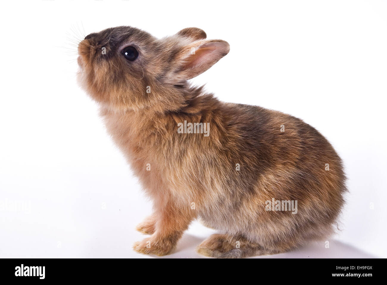 Six weeks old curious little brown rabbit Stock Photo