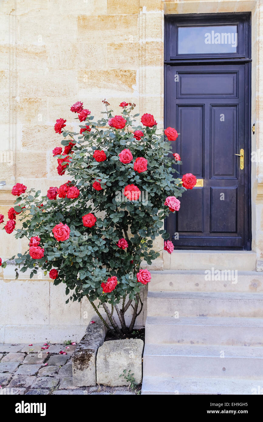 Red roses bush outside front door of building in SaintEmilion, Gironde
