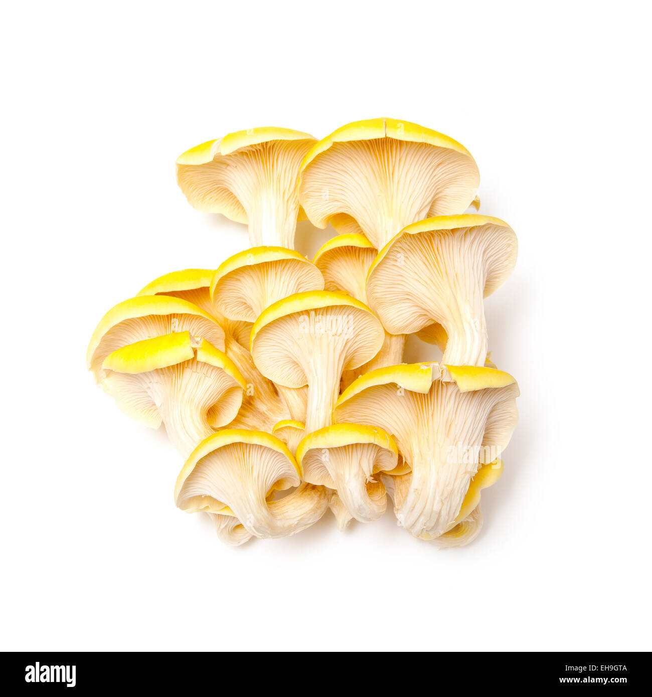 Yellow oyster mushrooms isolated on a white studio background Stock