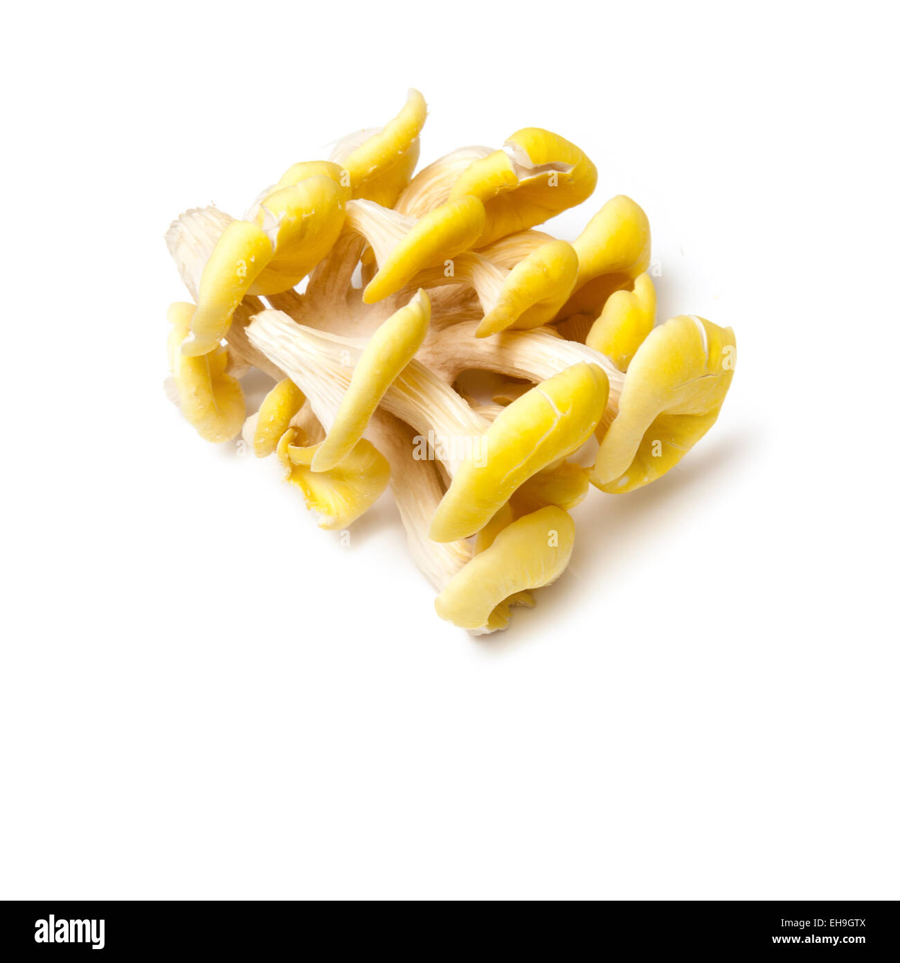 Yellow oyster mushrooms isolated on a white studio background Stock
