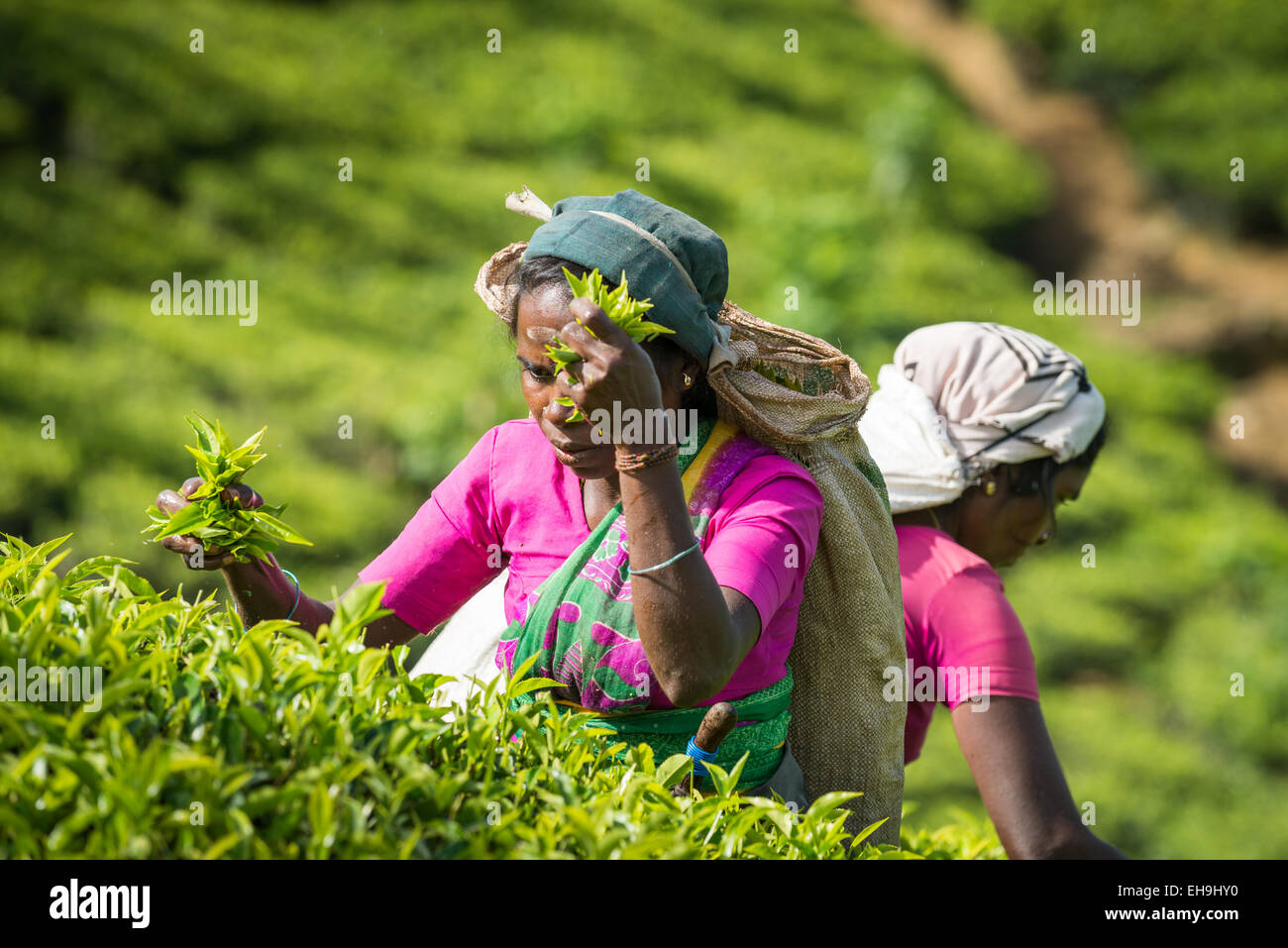 Tea picking, Tea plantation near Hatton, Central Province, Sri Lanka, Asia Stock Photo