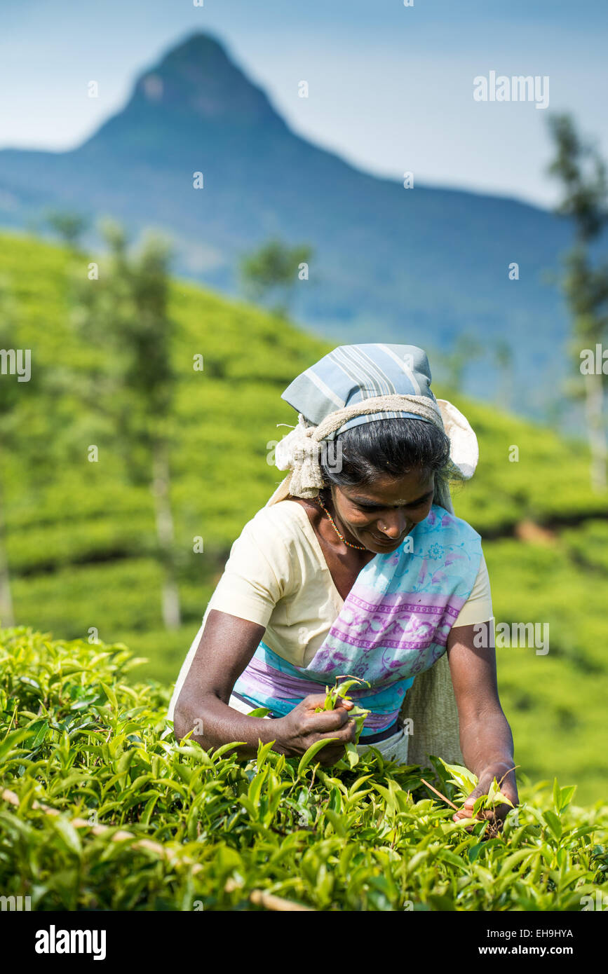 Tea picking, Tea plantation near Hatton, Central Province, Sri Lanka, Asia Stock Photo