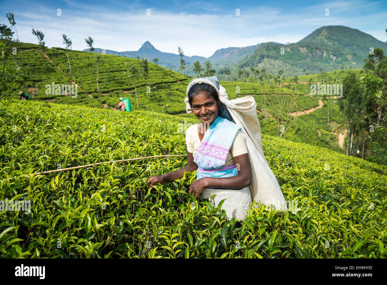 Tea picking, Tea plantation near Hatton, Central Province, Sri Lanka, Asia Stock Photo