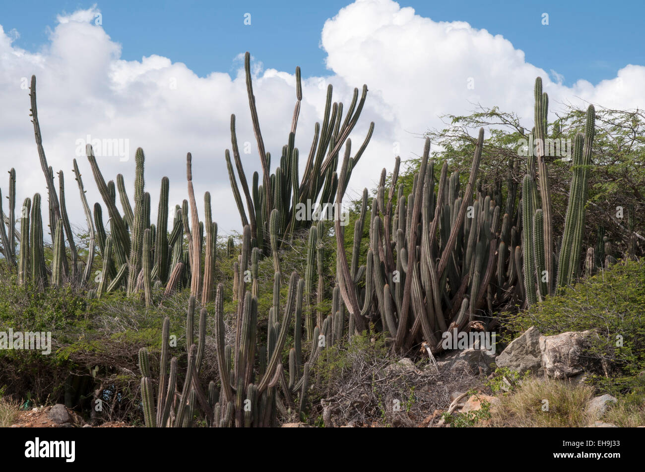 Due to a tropical dry climate most parts of Aruba are dominated by cacti and thorny bushes. Stock Photo