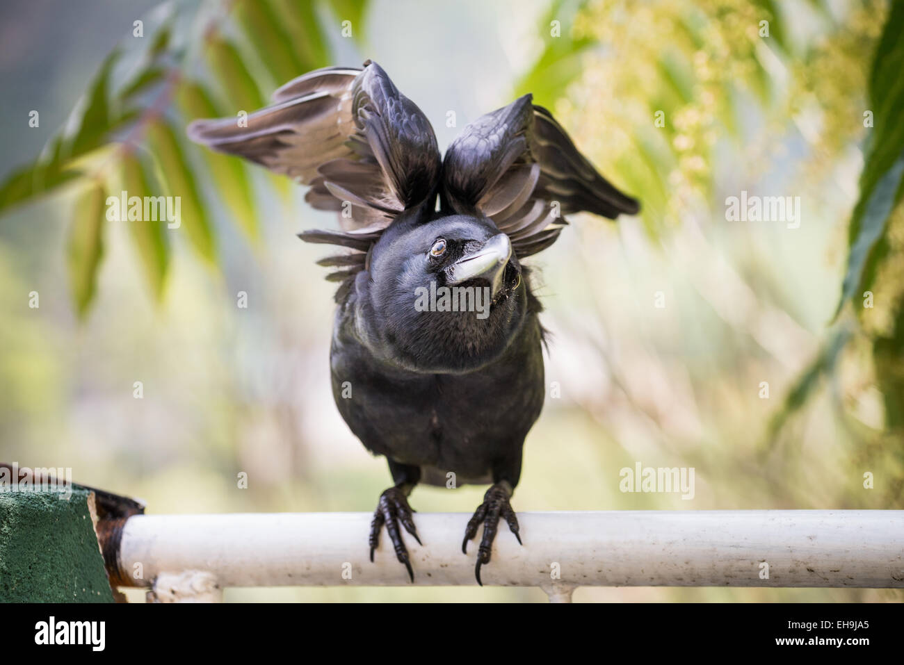CROW SCIENTIFIC NAME IN SRI LANKA visual data 8
