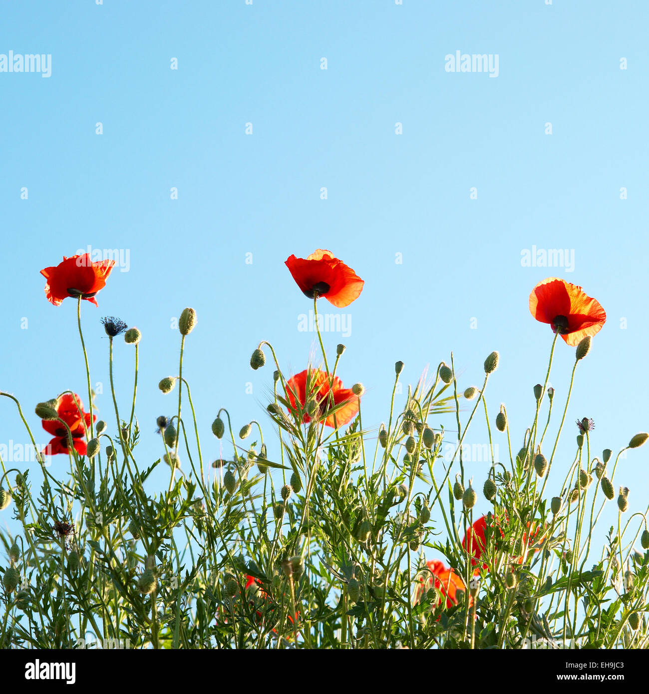 Beautiful red poppies with blue sky background Stock Photo - Alamy