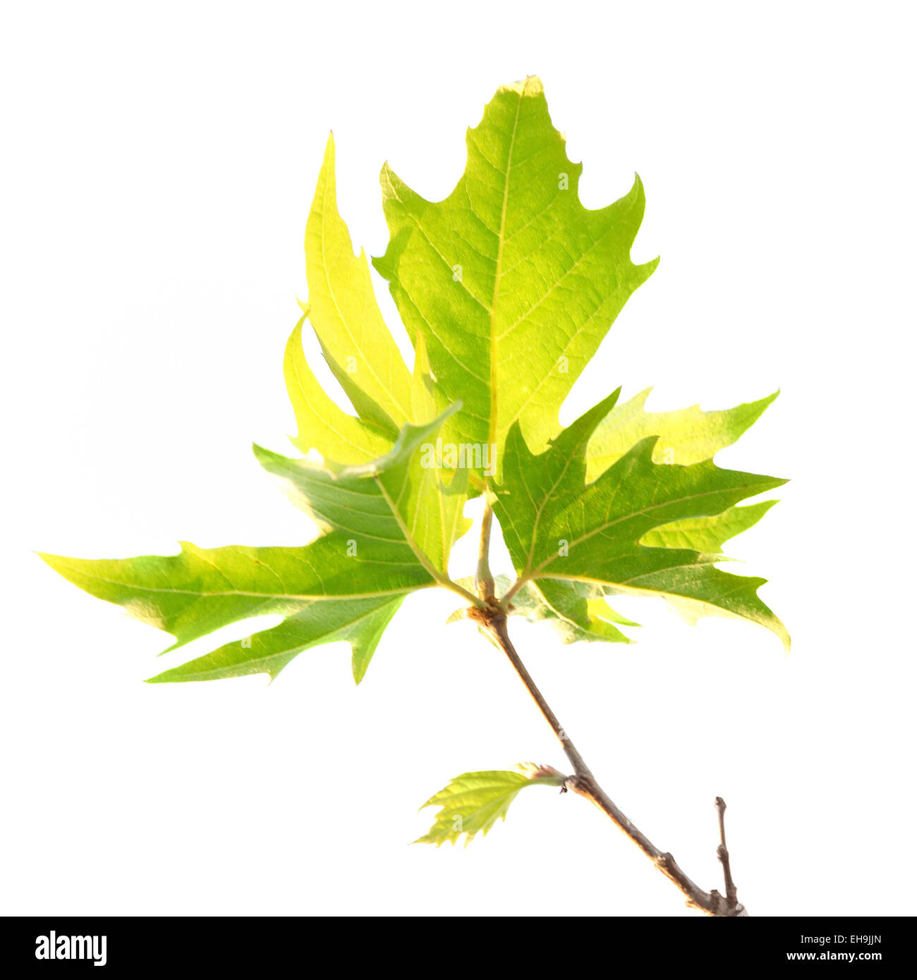 Green maple leaves with branch isolated on white background Stock Photo ...