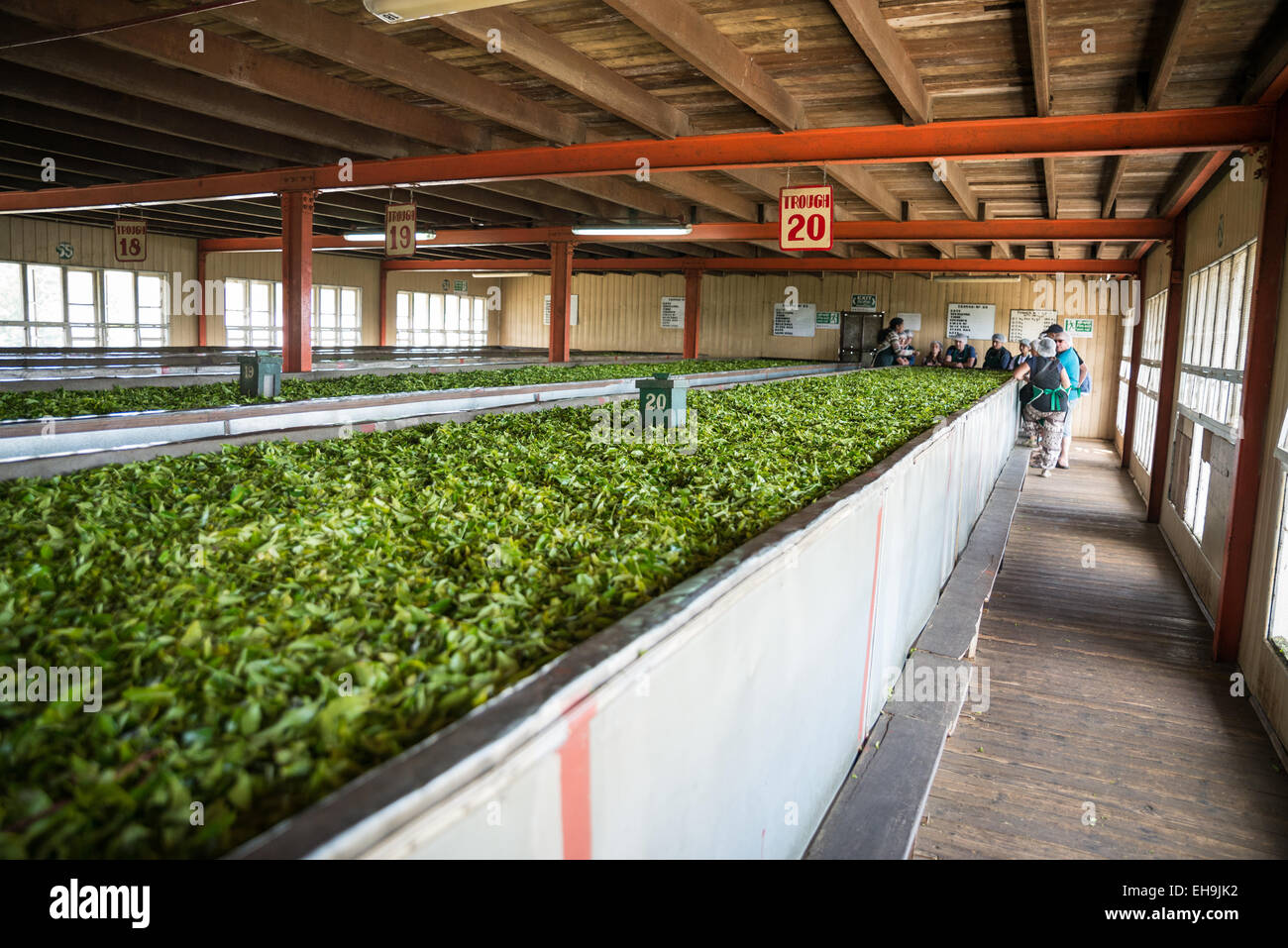 Nuwara Eliya Pedro Tea Estate tea factory & plantation in the hill ...