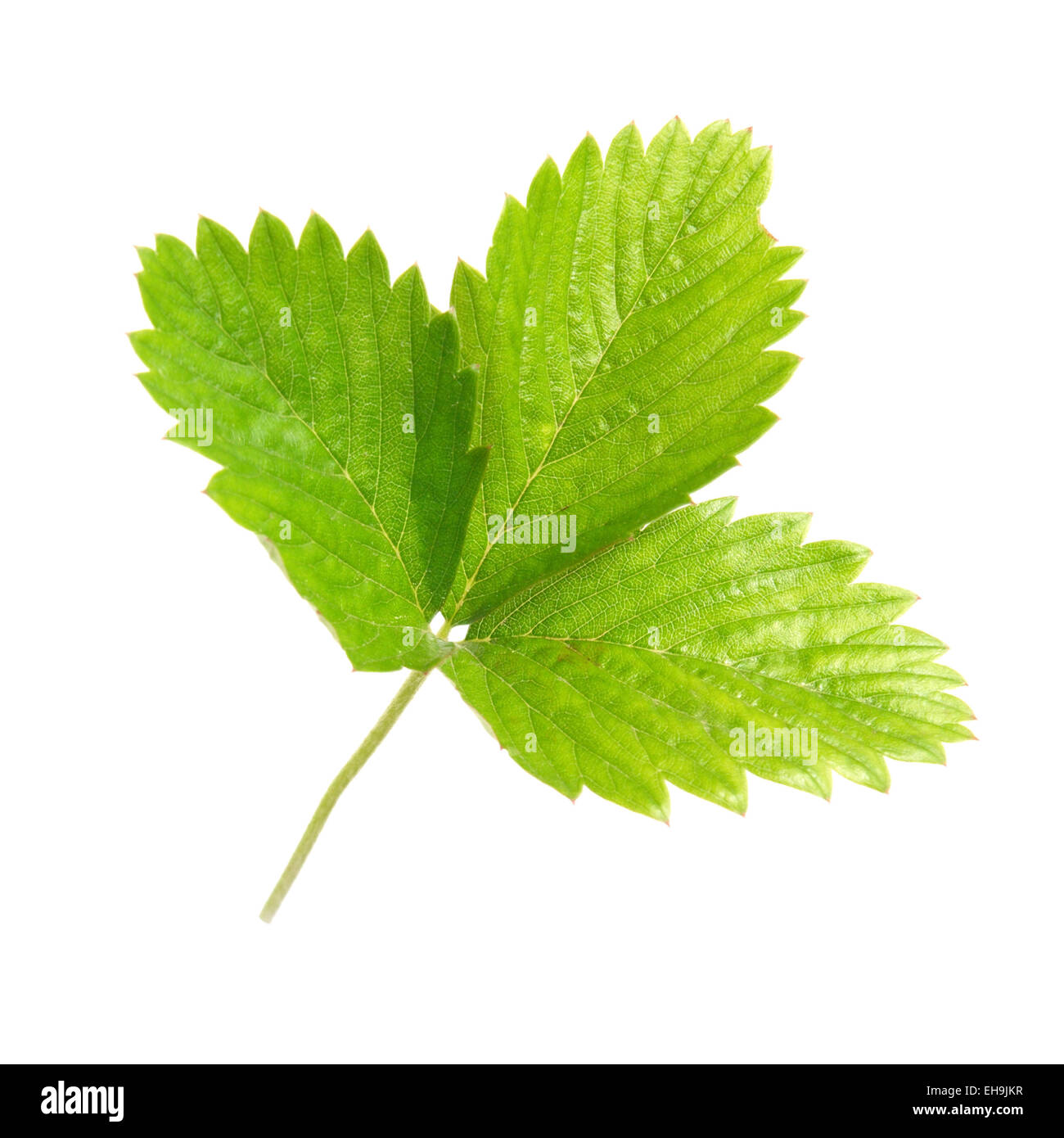 Strawberry's green leaf isolated on white background Stock Photo