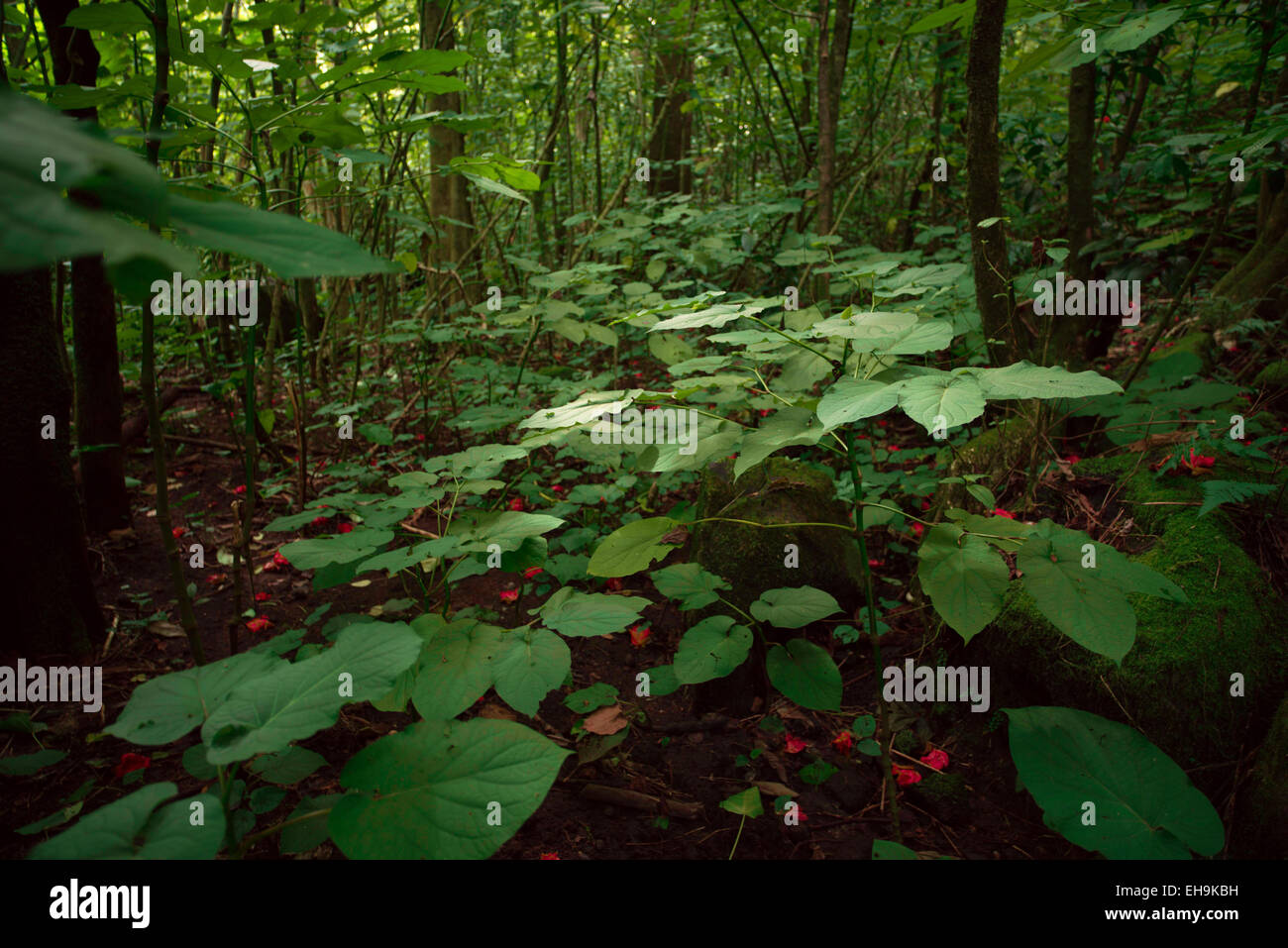 Rainforest flowers and leaves hi-res stock photography and images - Alamy