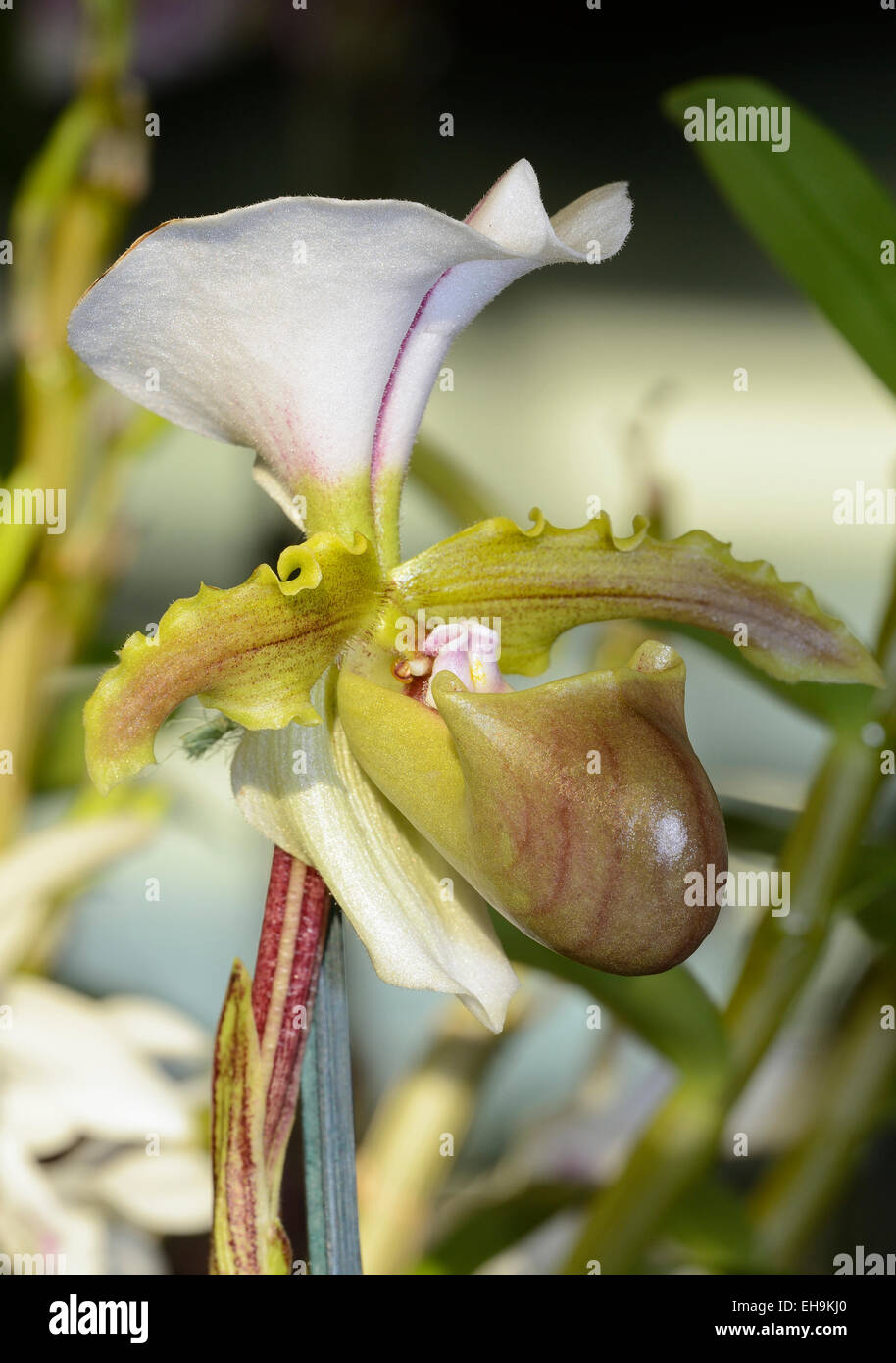Spicer's Paphiopedilum Orchid - Paphiopedilum spicerianum From India & China Stock Photo
