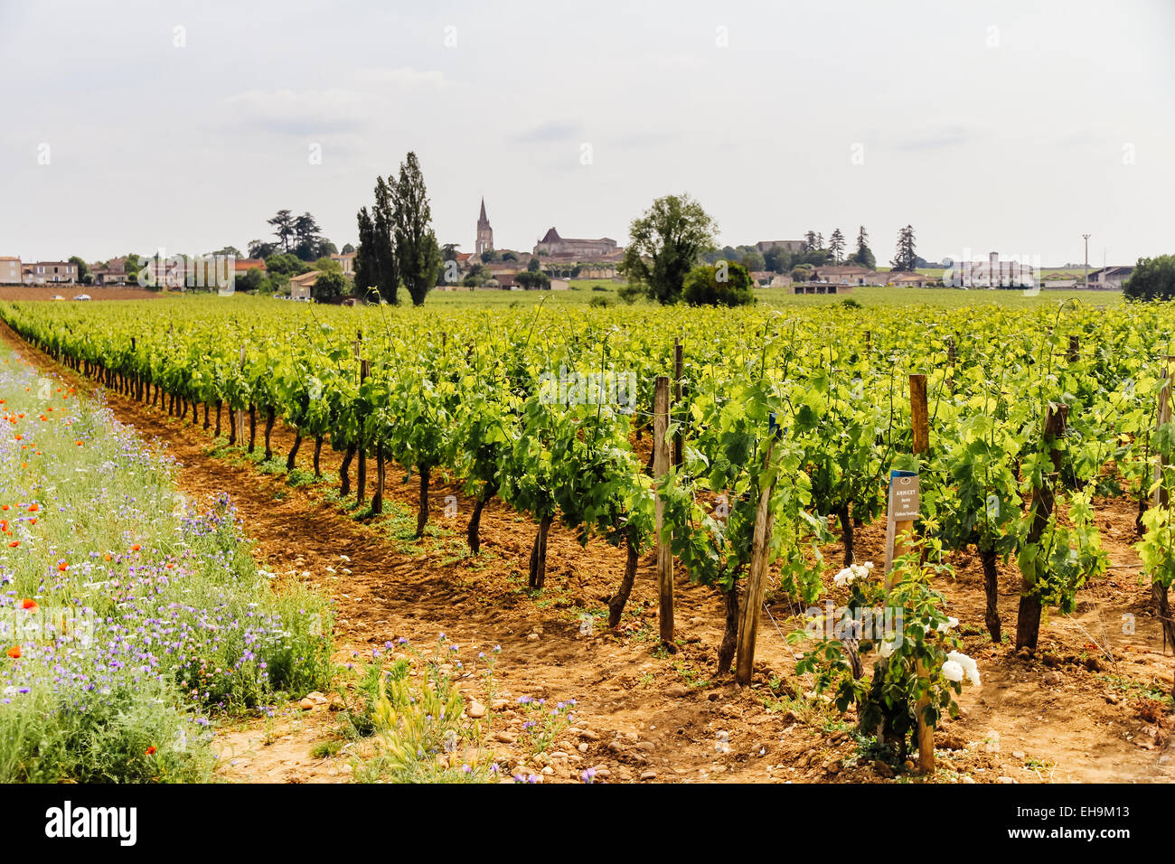 View of vineyards from Chateau Soutard with view Saint-Emilion in background, Gironde, Aquitaine, France Stock Photo