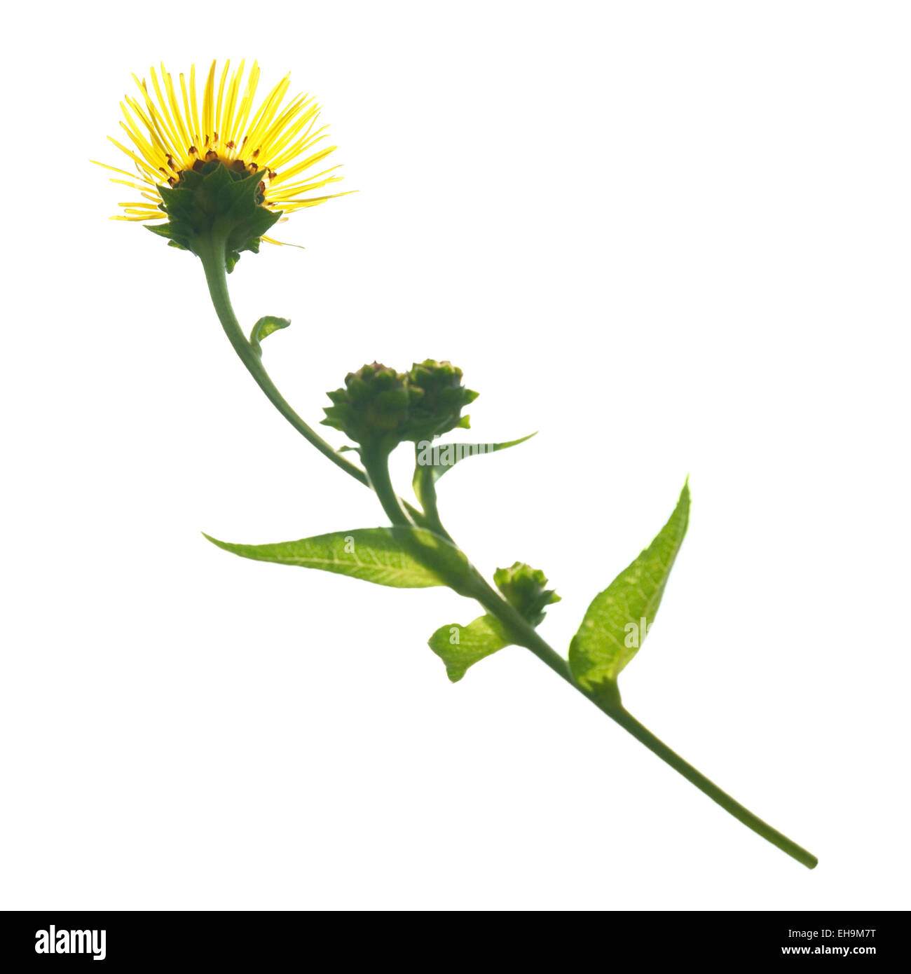 Yellow flower isolated on the white background Stock Photo - Alamy
