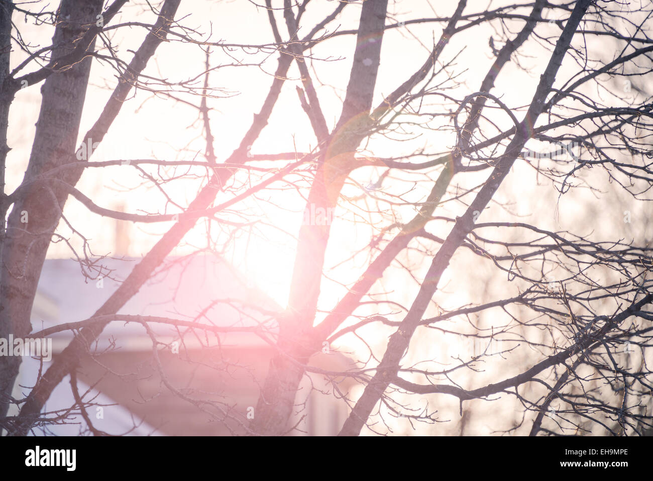 Sun Flare Roof Through Twigs Branches Trees in Winter Canada Closeup Silence Solitude Stock Photo