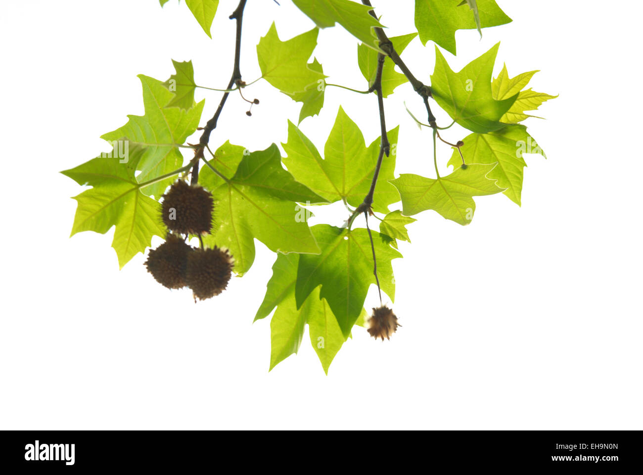 Green maple leaves with branch isolated on white background Stock Photo ...