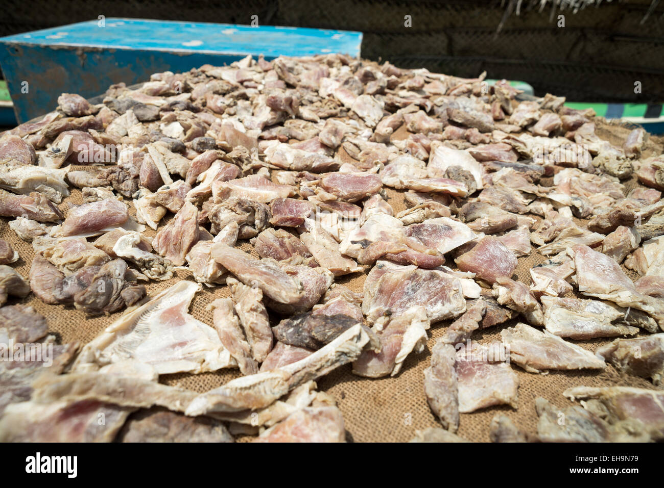 dry fish on the beach,  Arugam Bay, Sri Lanka, Asia Stock Photo