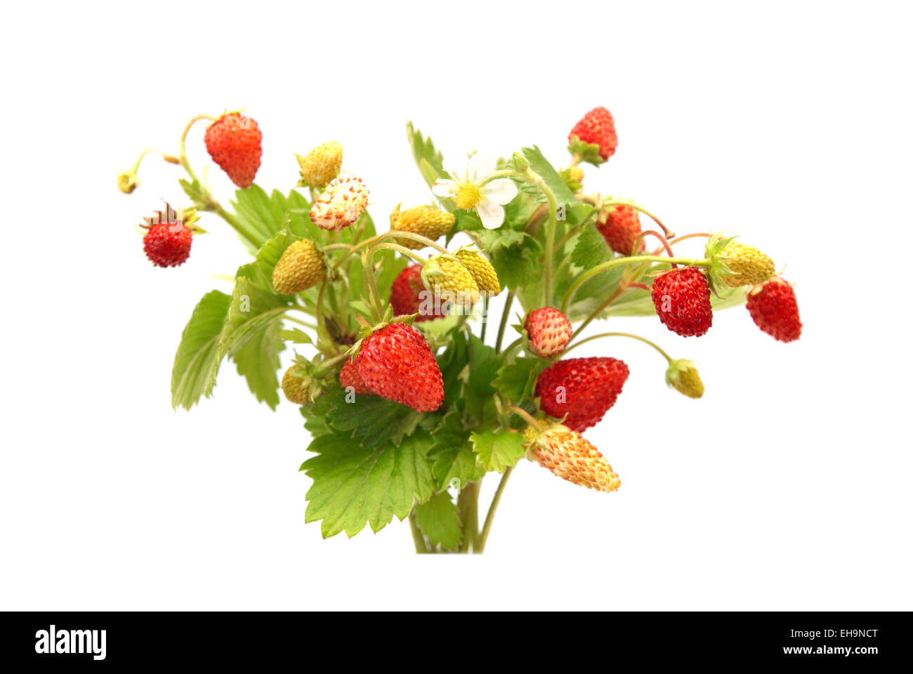 Wild strawberries isolated on the white background Stock Photo - Alamy