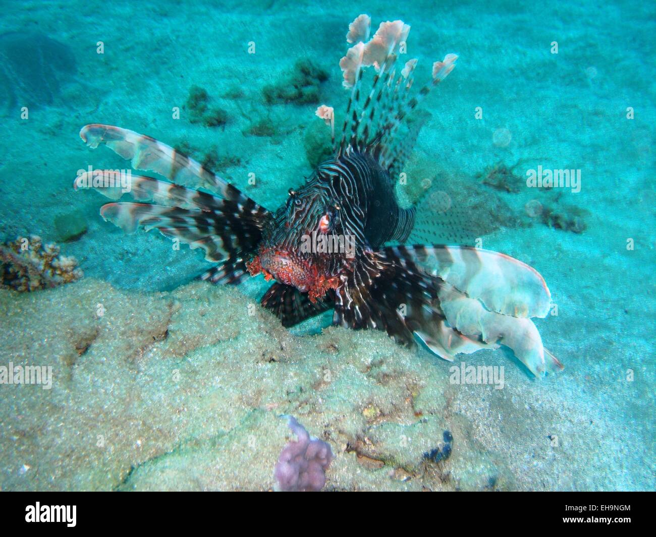 Fish Gills High Resolution Stock Photography and Images - Alamy