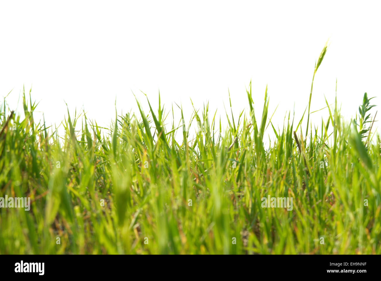 Green grass isolated on the white background Stock Photo - Alamy