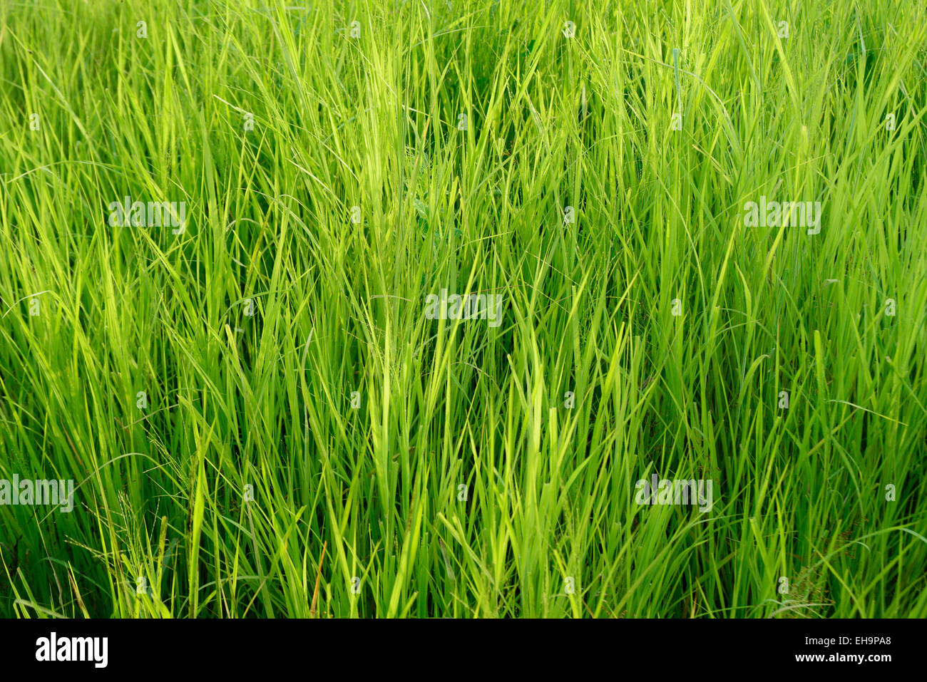 Lush Green Grass Stock Photo