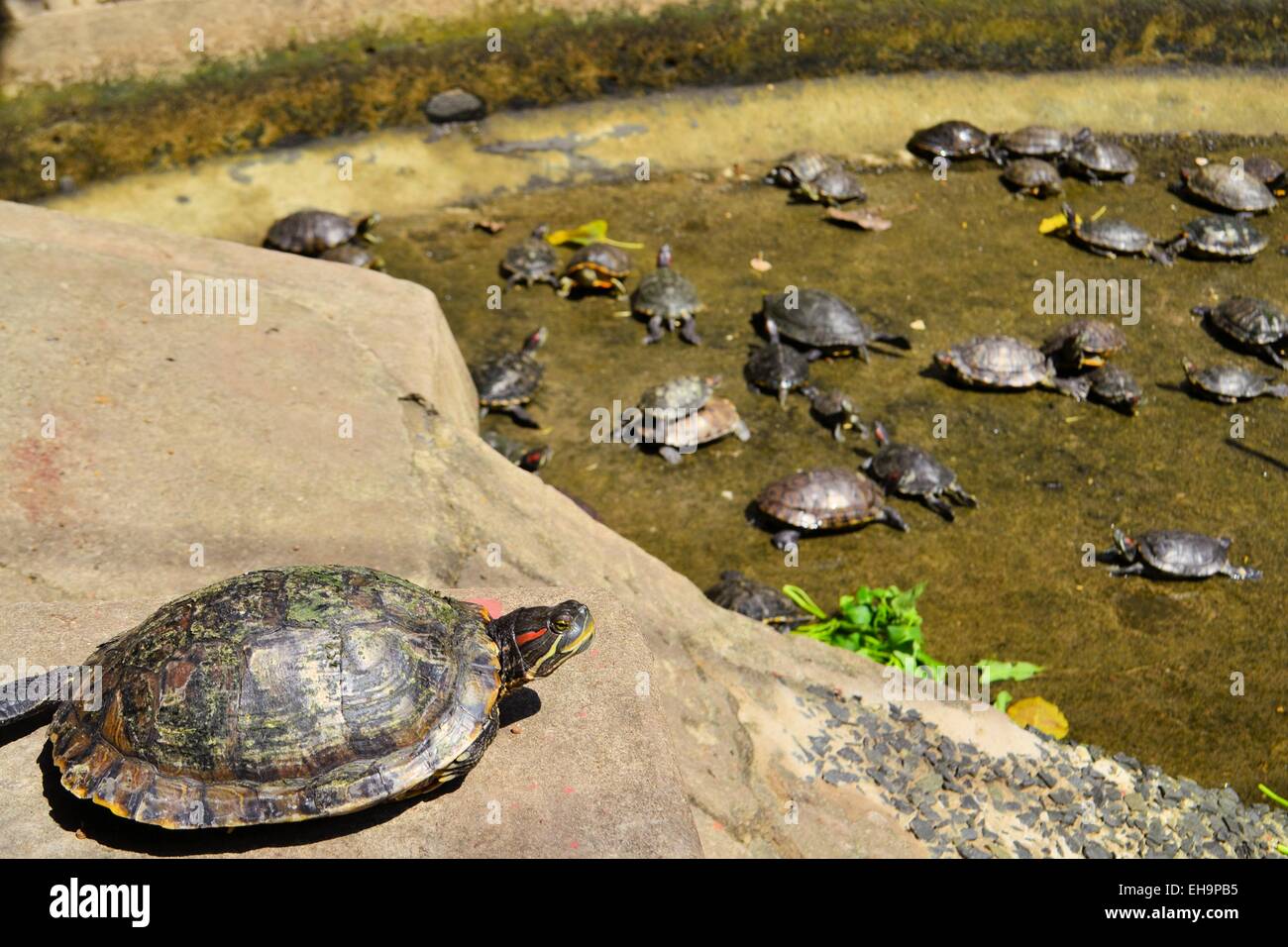 Turtles at Buddhist temple in Hanoi, Vietnam Stock Photo