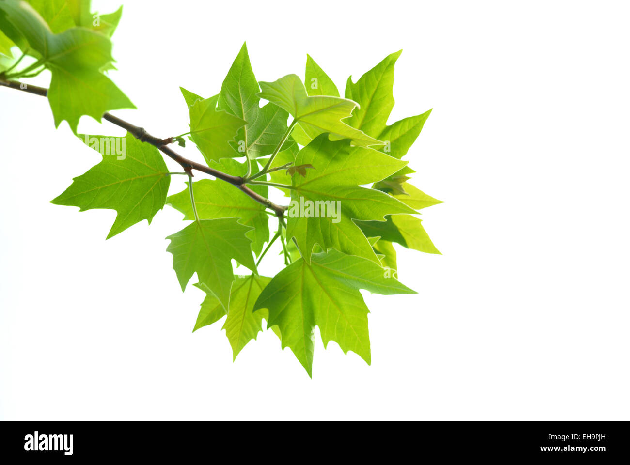 Green maple leaves with branch isolated on white background Stock Photo ...