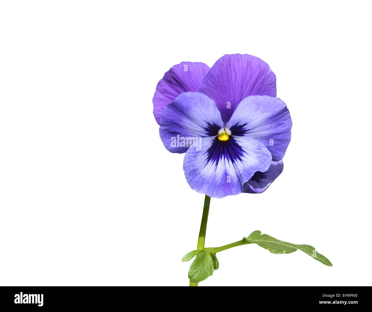 Purple pansy flower with leaf closeup isolated on white. Stock Photo