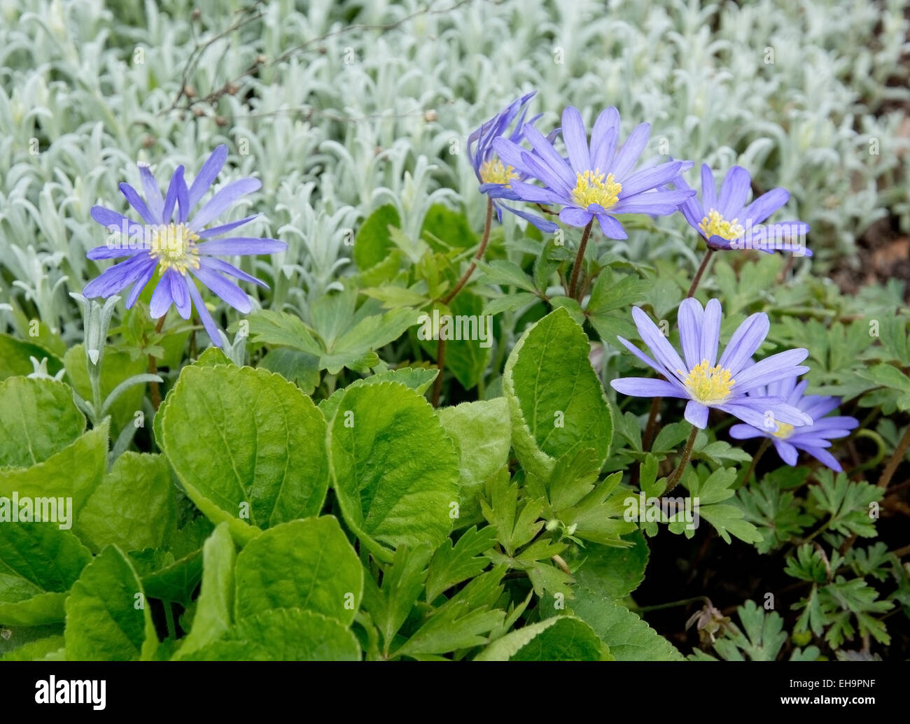 Purple rocky daisy flower garden composition with green leaves in different hues. Stock Photo