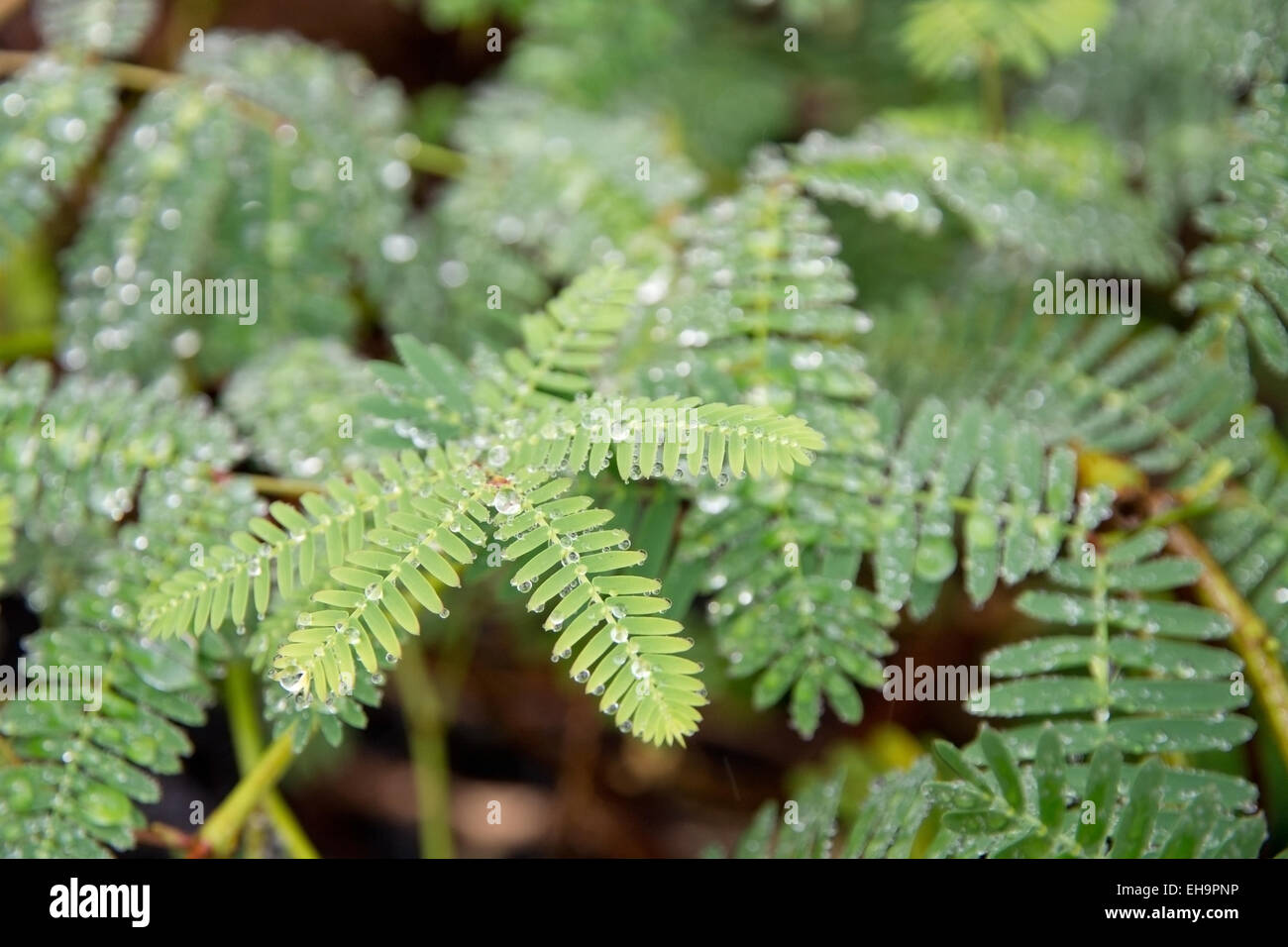 Sensitive green plant Mimosa Pudica with dew full frame closeup. Stock Photo