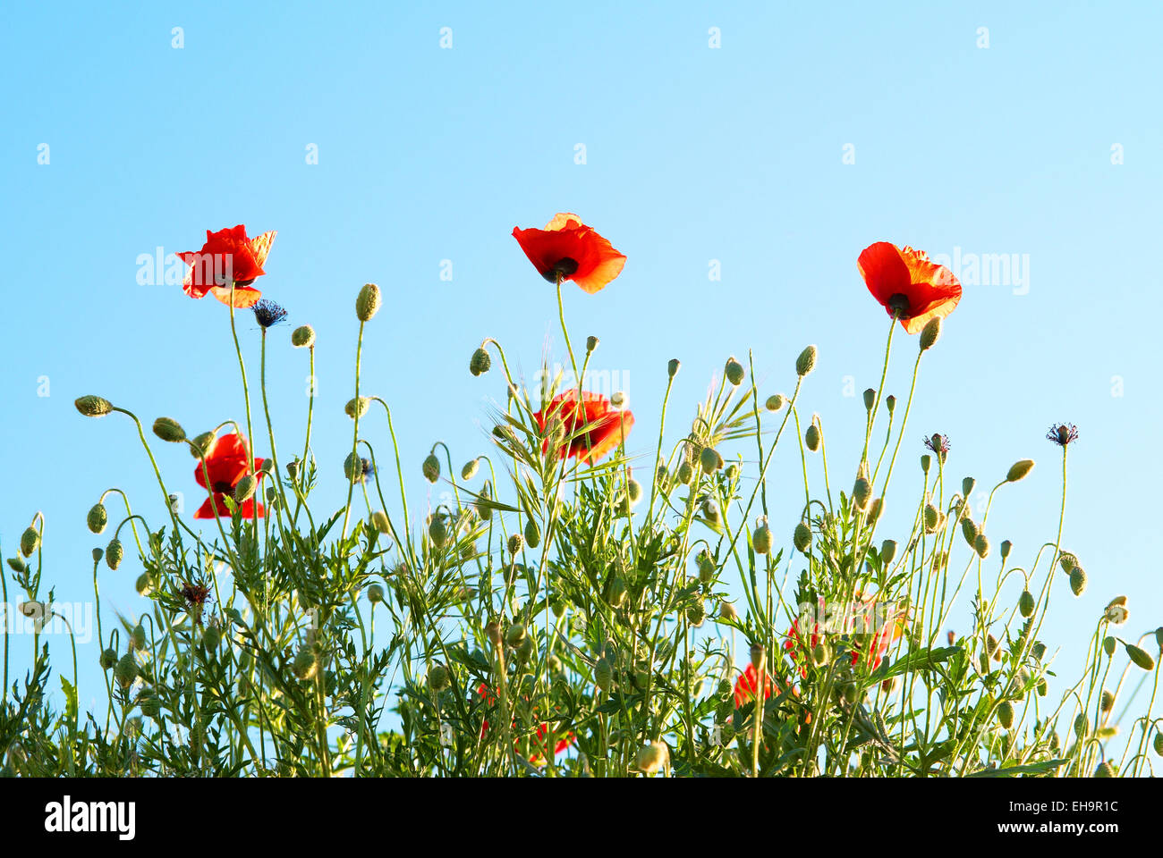 Beautiful red poppies with blue sky background Stock Photo - Alamy