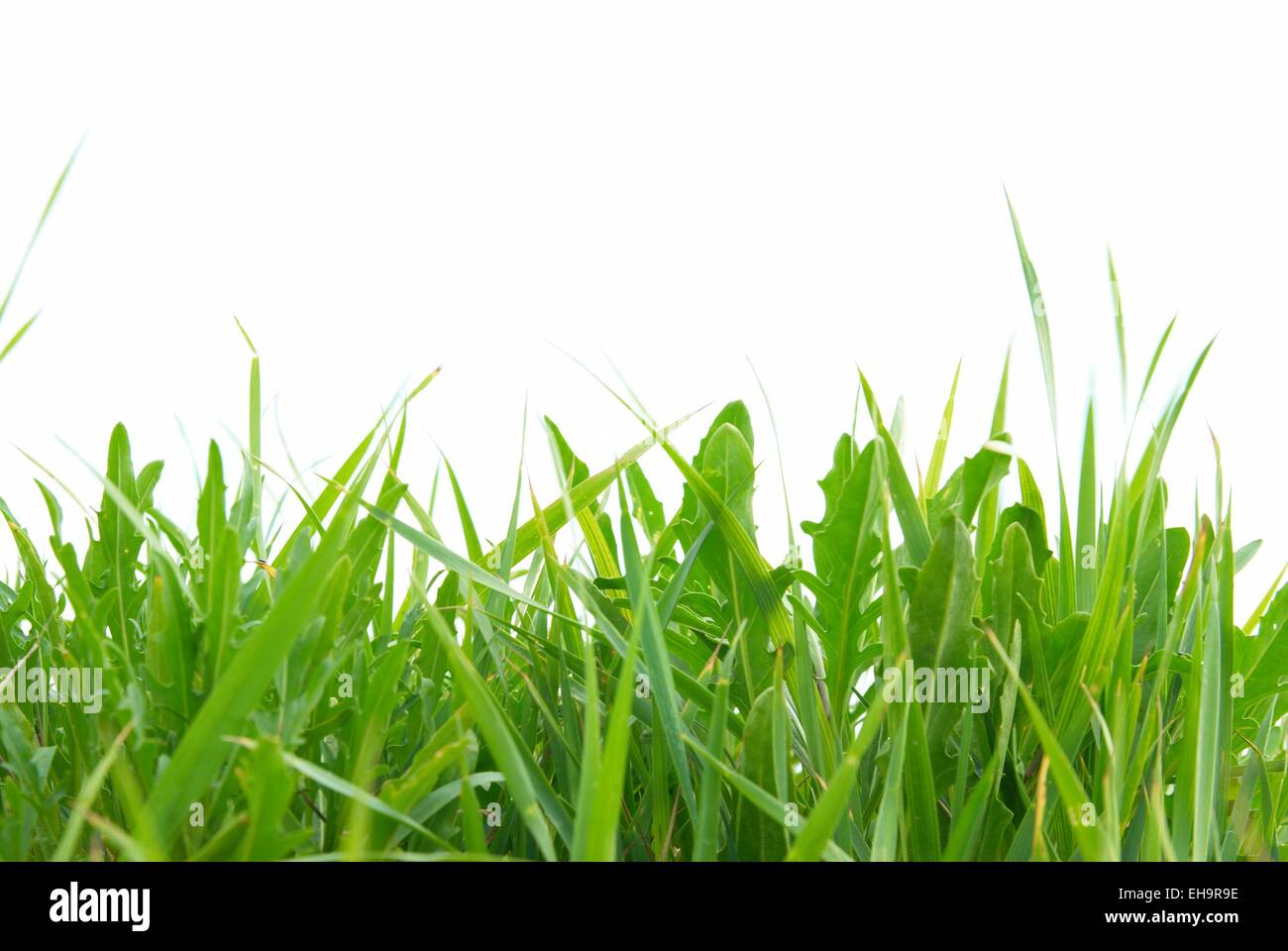 Green grass isolated on the white background Stock Photo - Alamy