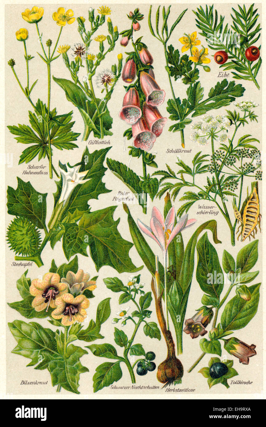 depiction of poisonous plants, Stock Photo
