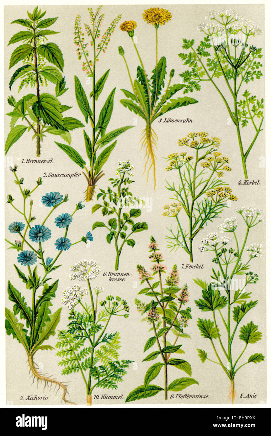 Medicinal plants illustration hi-res stock photography and images - Alamy