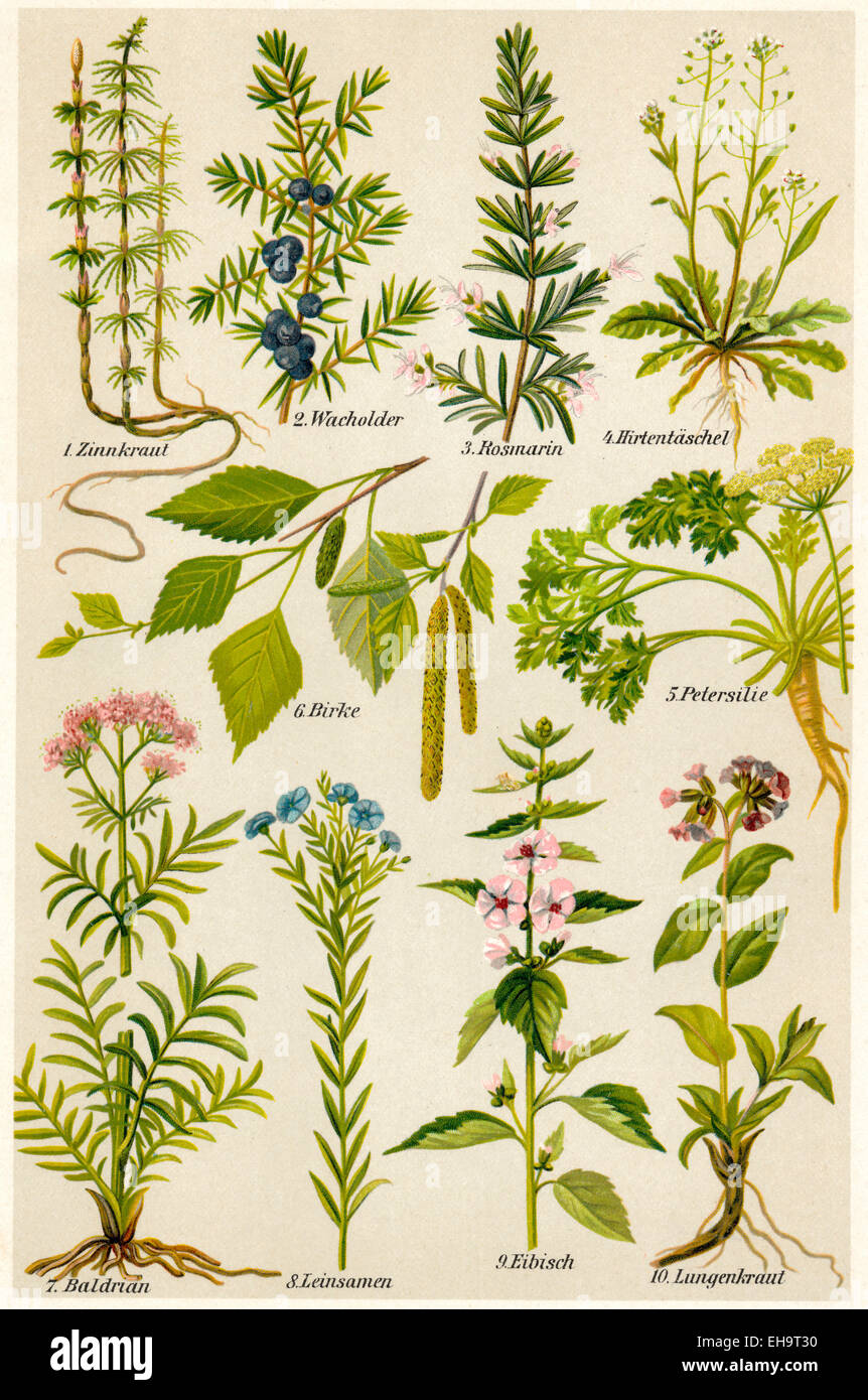 depiction of medicinal plants, Stock Photo