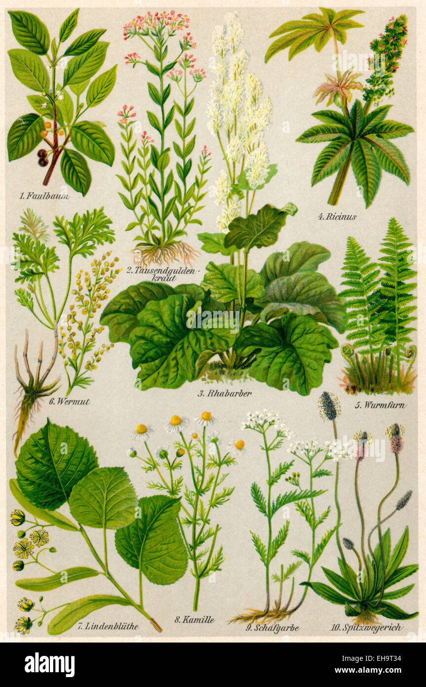 depiction of medicinal plants, Darstellung von Heilpflanzen Stock Photo