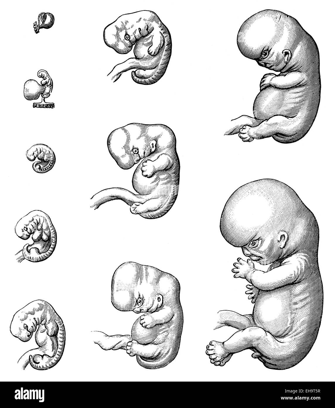 Development, the embryo up to the 9th week, 19th century, Stock Photo
