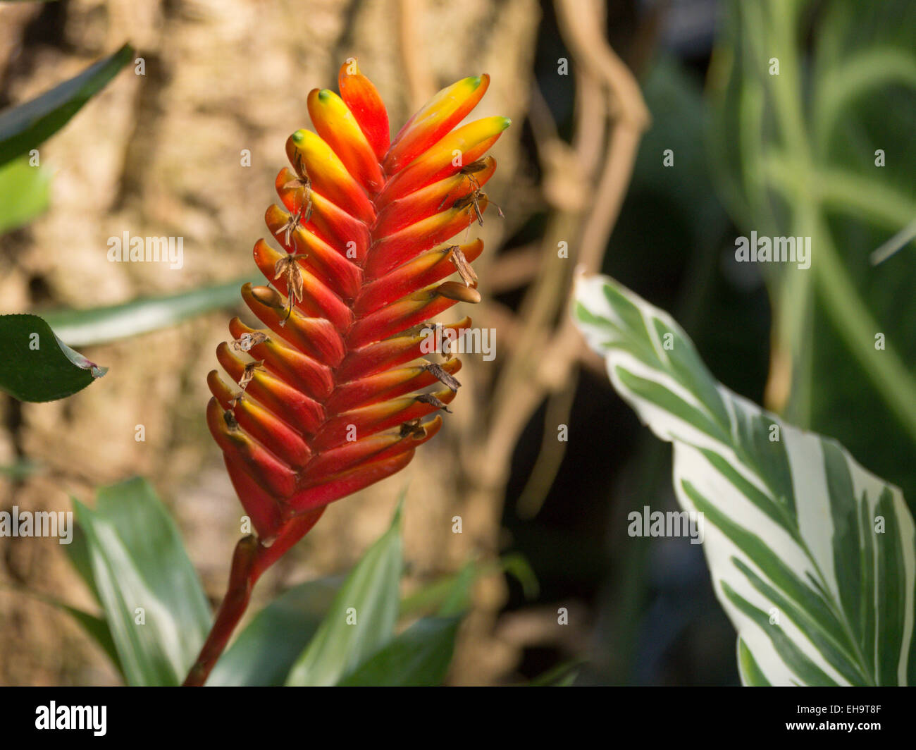 Vriesea onange and red flower in bloom Stock Photo