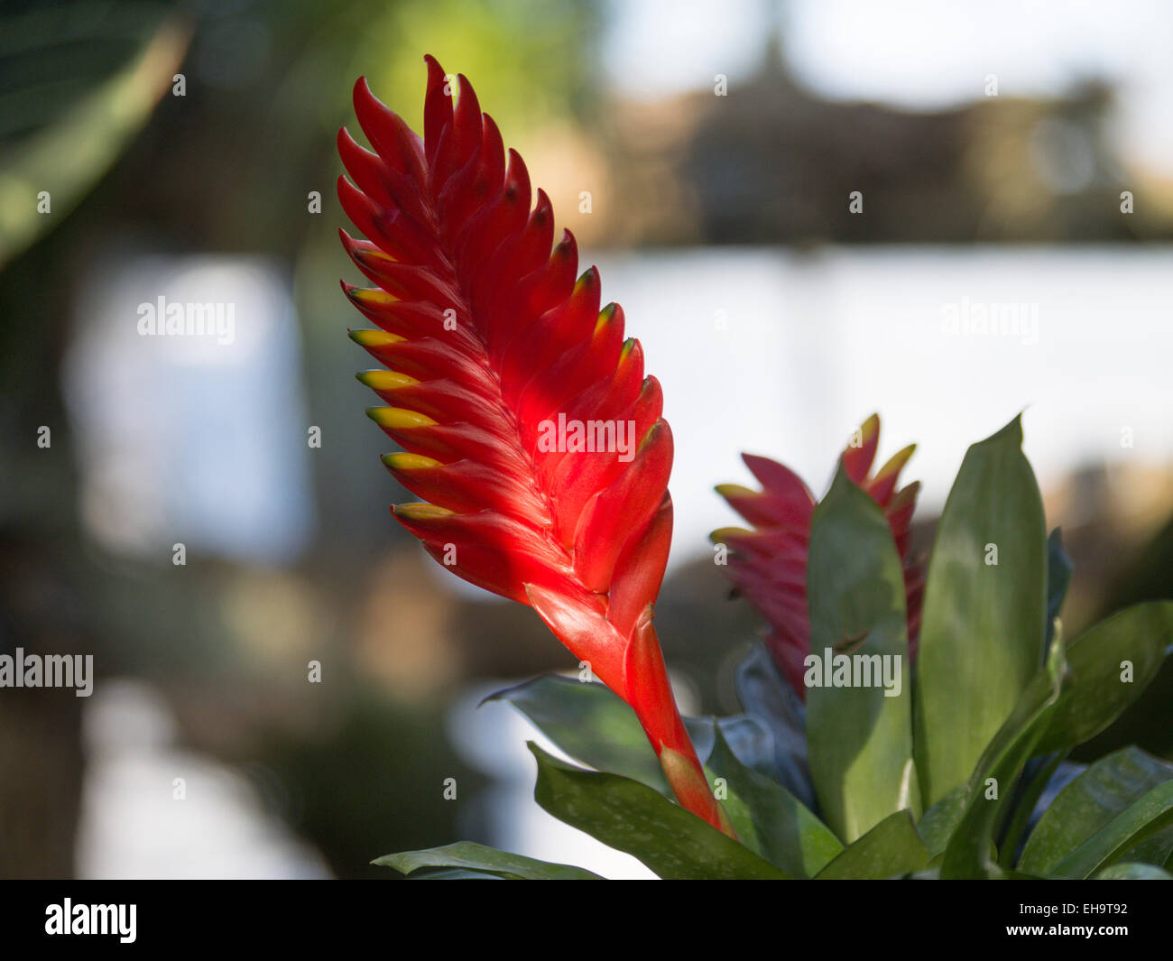 Vriesea red flower in bloom Stock Photo