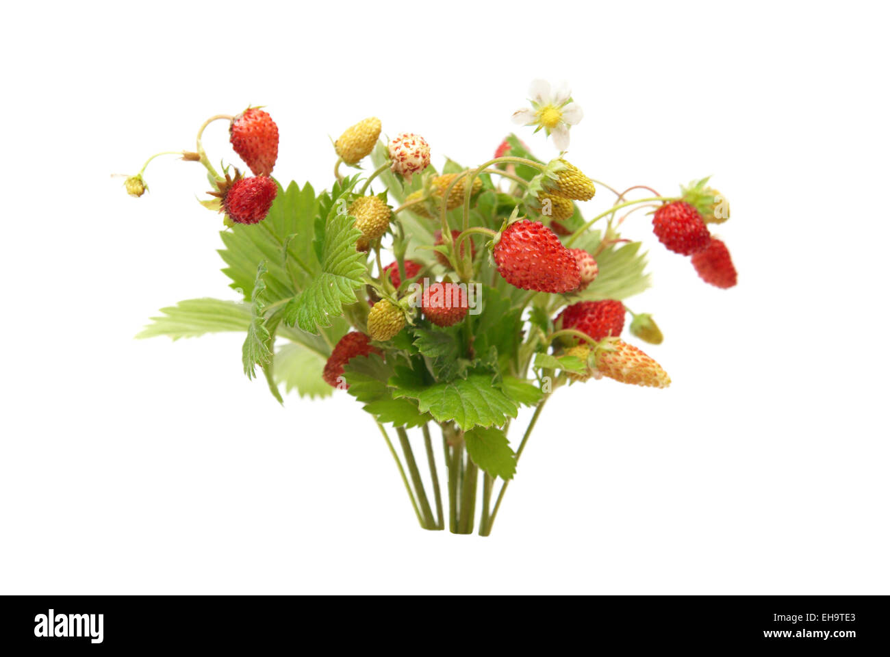 Wild strawberries isolated on the white background Stock Photo - Alamy