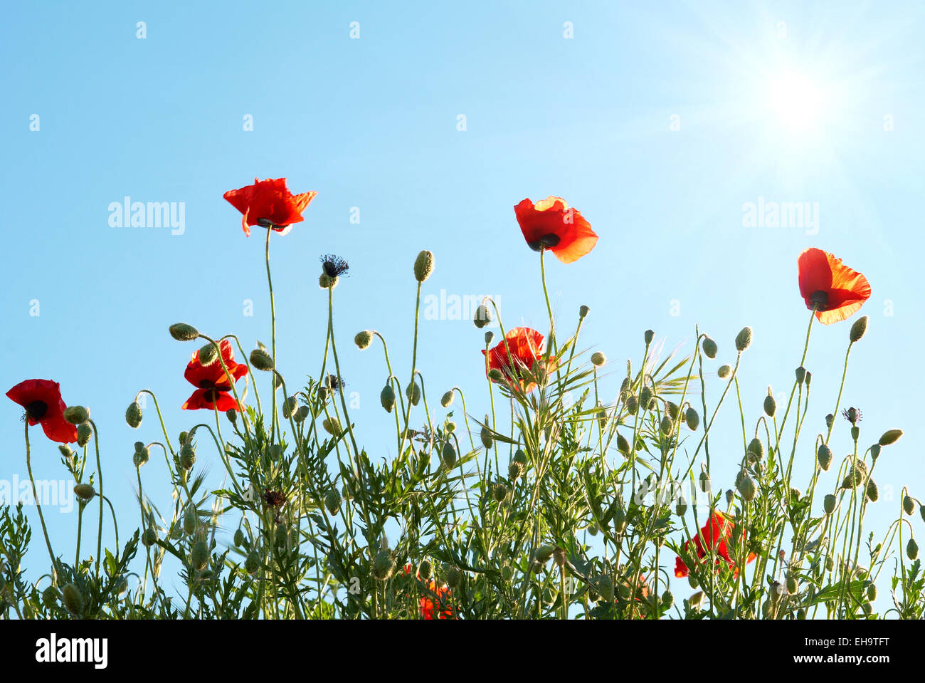 Beautiful red poppies with sun and blue sky Stock Photo - Alamy