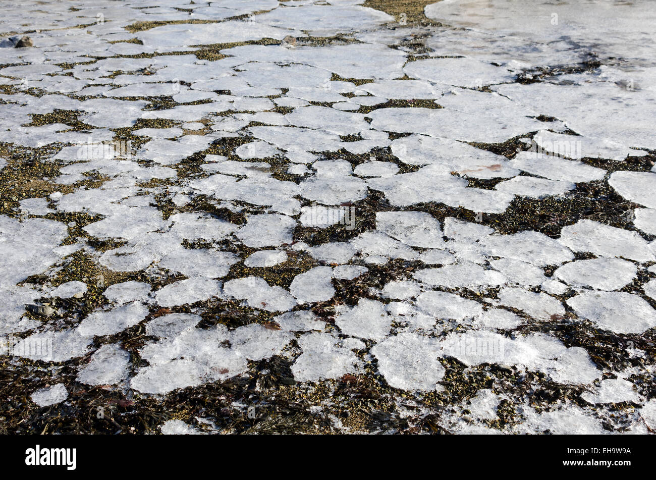 Pancake ice that formed in shallow coastal waters has been left lying on a sheltered beach by the outgoing tide. Stock Photo