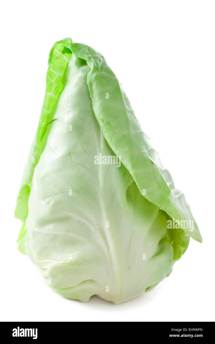 Pointed cabbage on white background. Stock Photo