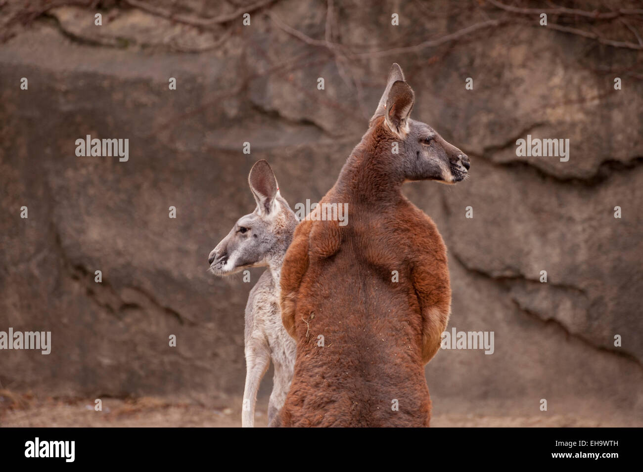 Red kangaroo boxing hires stock photography and images Alamy